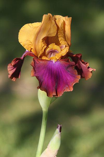 Photo of Tall Bearded Iris (Iris 'Syncopation') uploaded by robertduval14