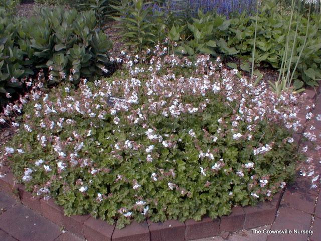 Photo of Hardy Geranium (Geranium x cantabrigiense 'Biokovo') uploaded by vic