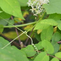 Location: Vaughan, ON, Canada (Zone 5b)
Date: 2013-08-22
Tendrils