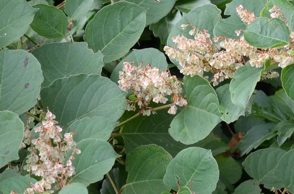 Photo of Japanese Knotweed (Reynoutria japonica) uploaded by Anne
