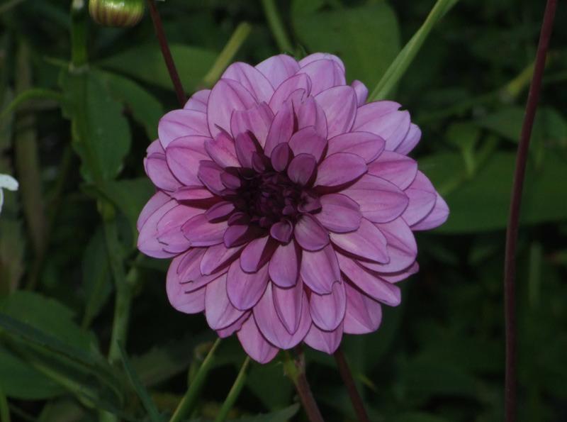 Photo of Dahlia 'Blue Bell' uploaded by Anne