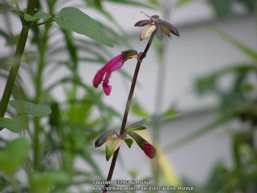 Photo of Buchanan's Sage (Salvia buchananii) uploaded by Marilyn