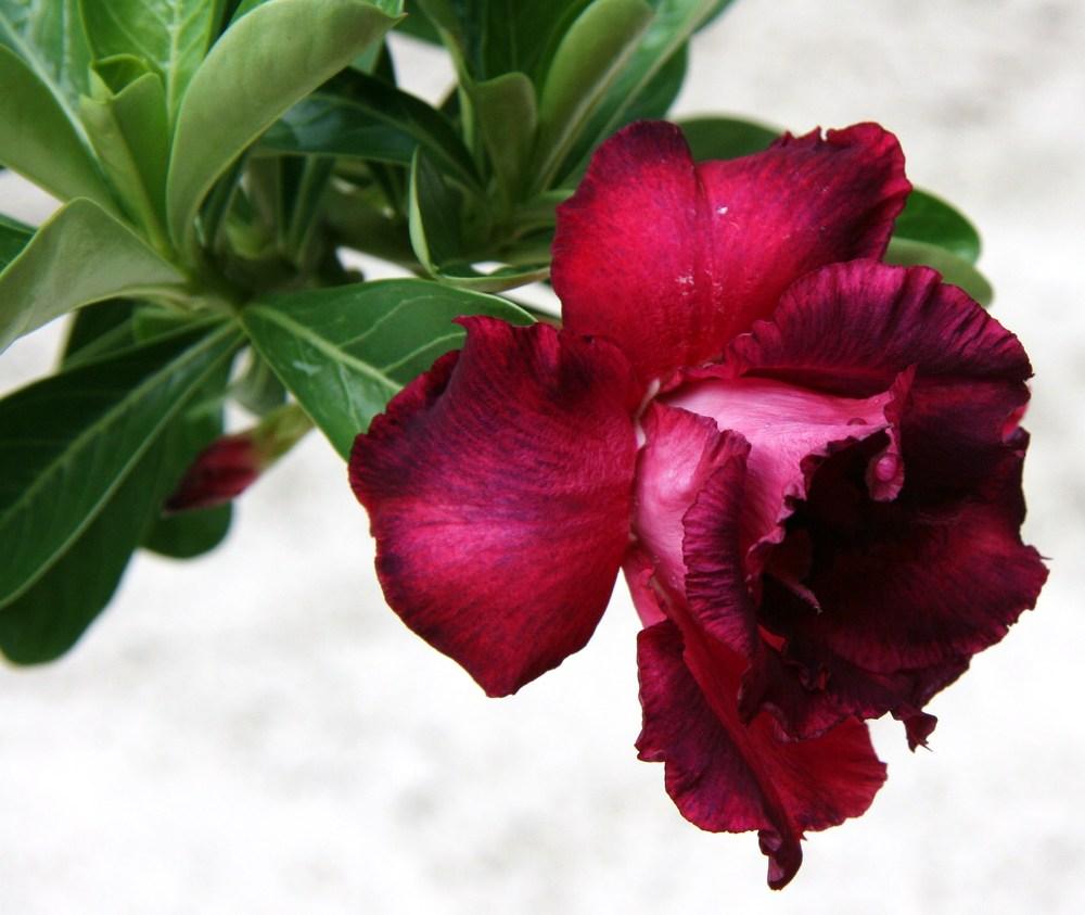 Photo of Desert Rose (Adenium 'Black Rose') uploaded by RobertB