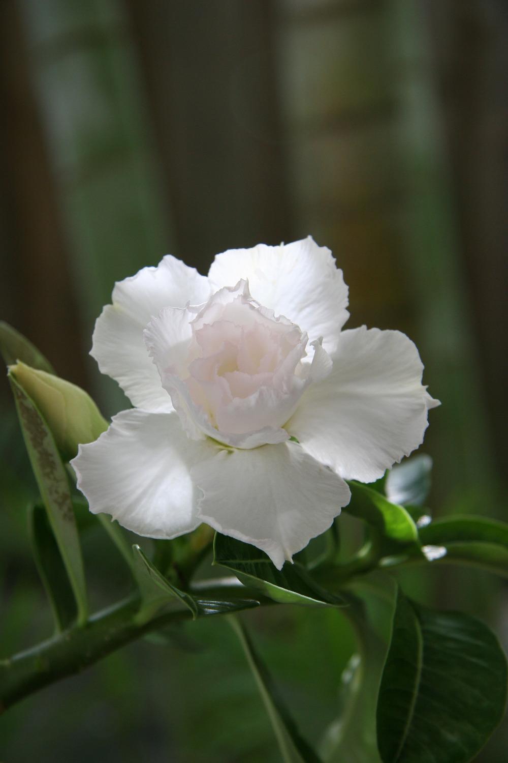 Photo of Desert Rose (Adenium 'Pha Sai Fragrant') uploaded by RobertB