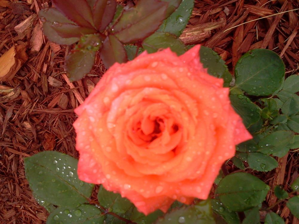 Photo of Rose (Rosa 'Shreveport') uploaded by bpsgarden