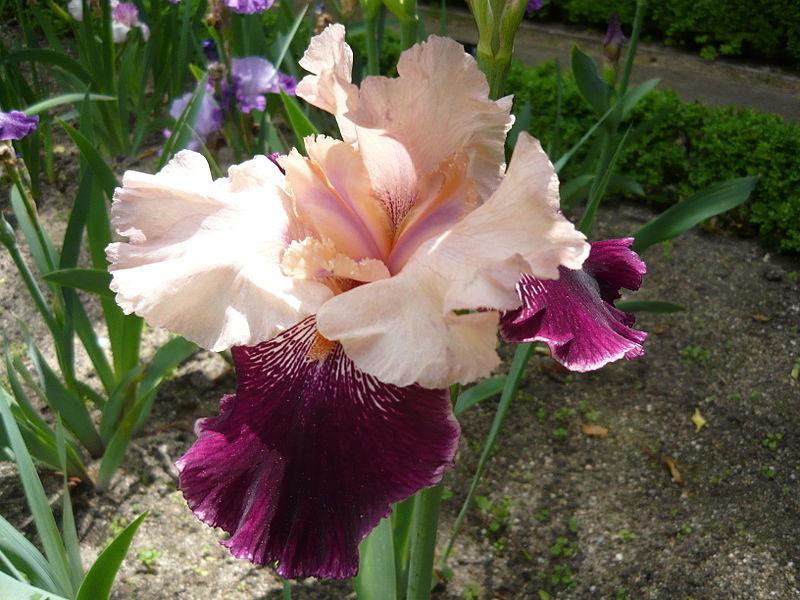 Photo of Tall Bearded Iris (Iris 'Wench') uploaded by robertduval14