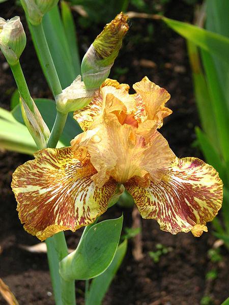 Photo of Tall Bearded Iris (Iris 'Tiger Honey') uploaded by robertduval14