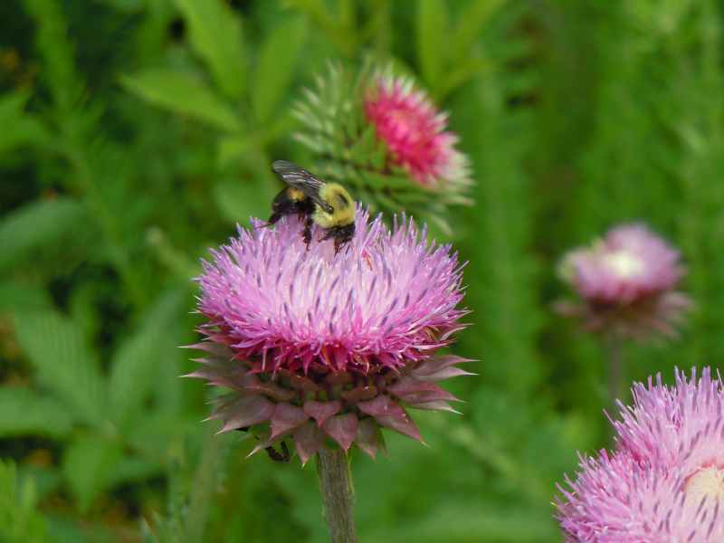 Photo of Musk Thistle (Carduus nutans) uploaded by stone