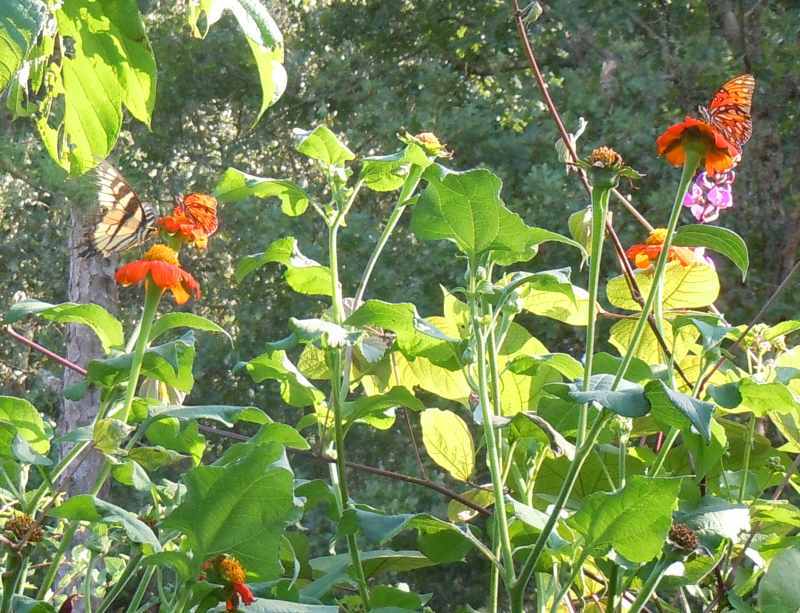 Photo of Mexican Sunflower (Tithonia rotundifolia) uploaded by stone