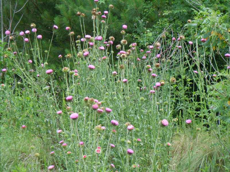 Photo of Musk Thistle (Carduus nutans) uploaded by stone