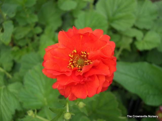 Photo of Avens (Geum 'Blazing Sunset') uploaded by vic