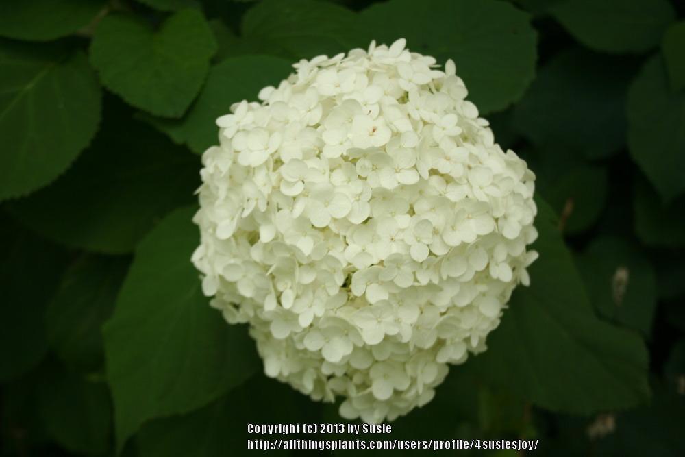 Photo of Smooth Hydrangea (Hydrangea arborescens 'Annabelle') uploaded by 4susiesjoy