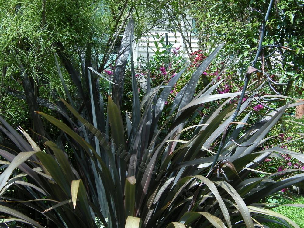 Photo of the entire plant of New Zealand Flax (Phormium 'Black Rage