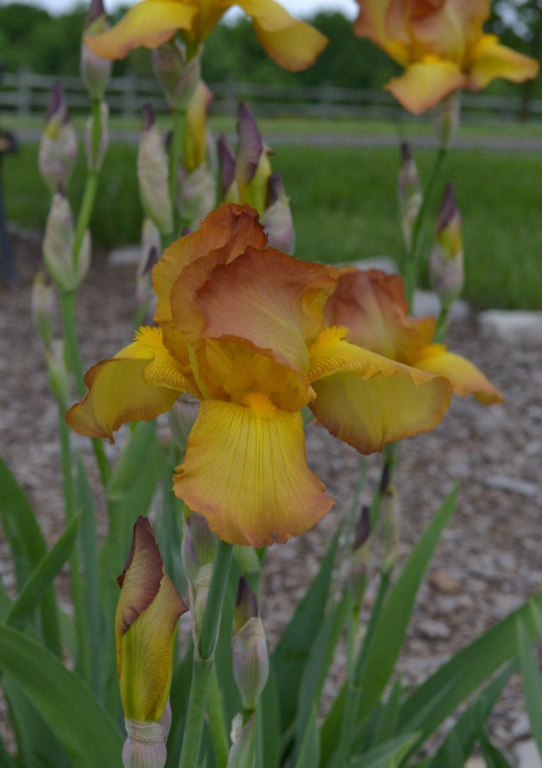 Photo of Tall Bearded Iris (Iris 'Changing Lights') uploaded by brettbarney73