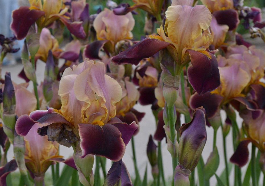 Photo of Tall Bearded Iris (Iris 'Persian Robe') uploaded by brettbarney73
