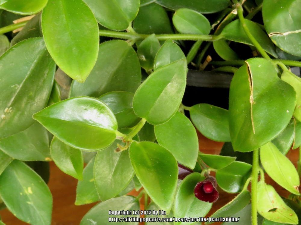 Photo of the leaves of Lipstick Vine (Aeschynanthus radicans 'Mona Lisa