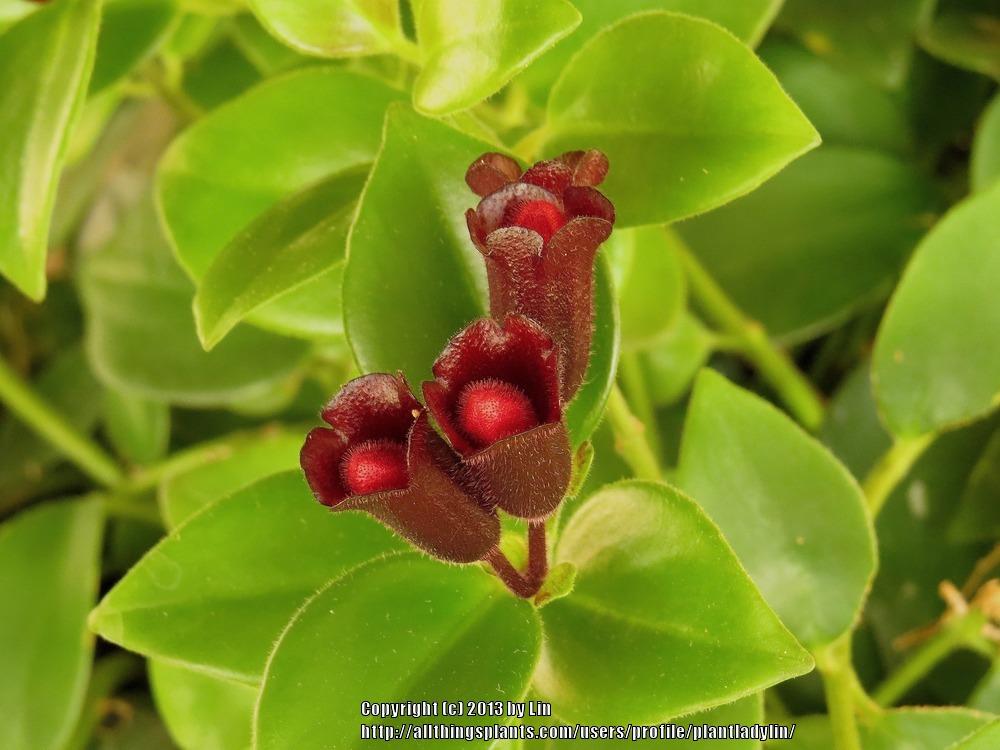 Photo of Lipstick Plant (Aeschynanthus radicans 'Mona Lisa') uploaded by plantladylin