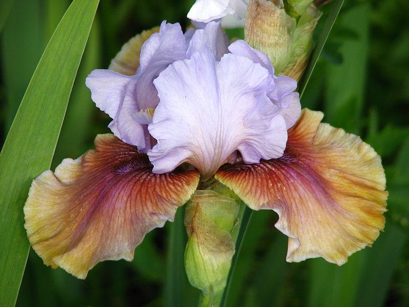 Photo of Tall Bearded Iris (Iris 'Witching') uploaded by robertduval14