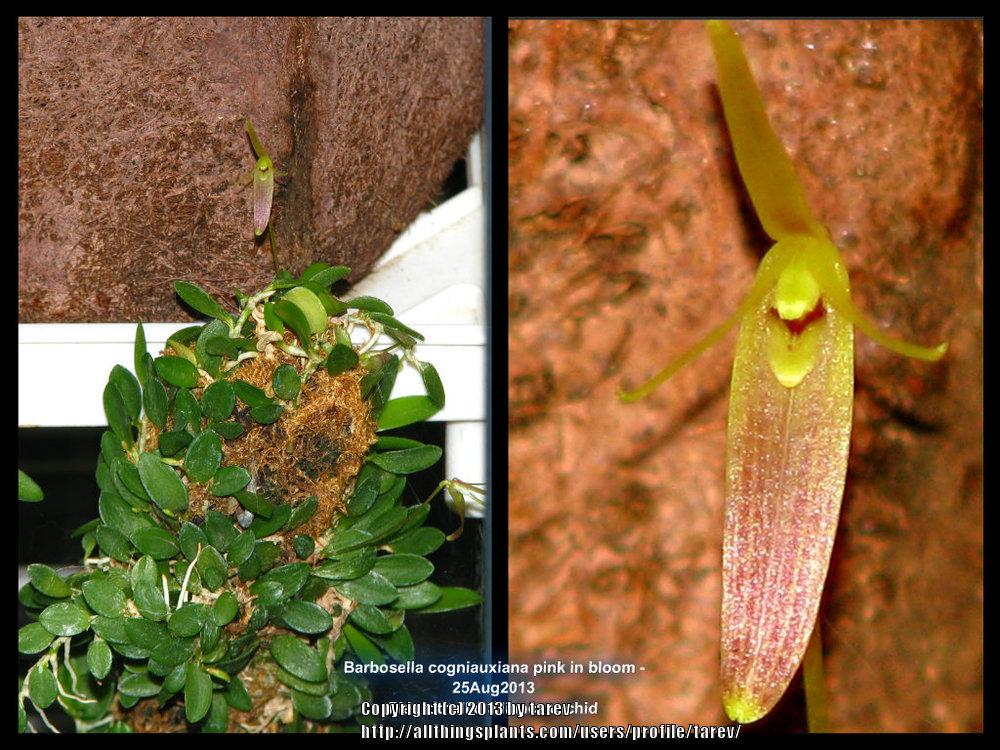 Photo of Orchid (Barbosella cogniauxiana) uploaded by tarev