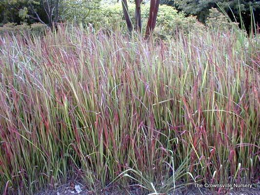 Photo of Japanese Blood Grass (Imperata cylindrica 'Rubra') uploaded by vic