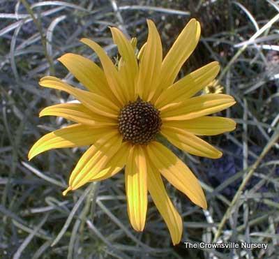 Photo of Swamp Sunflower (Helianthus angustifolius) uploaded by vic