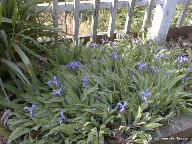 Photo of Species Iris (Iris cristata) uploaded by vic