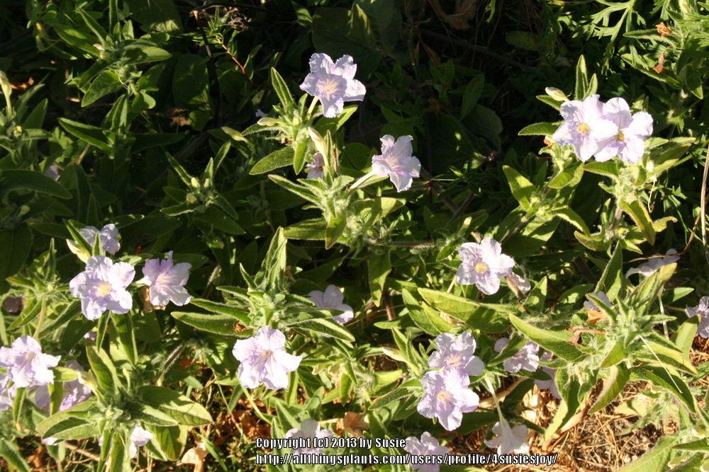 Photo of Wild Petunia (Ruellia caroliniensis subsp. ciliosa) uploaded by 4susiesjoy
