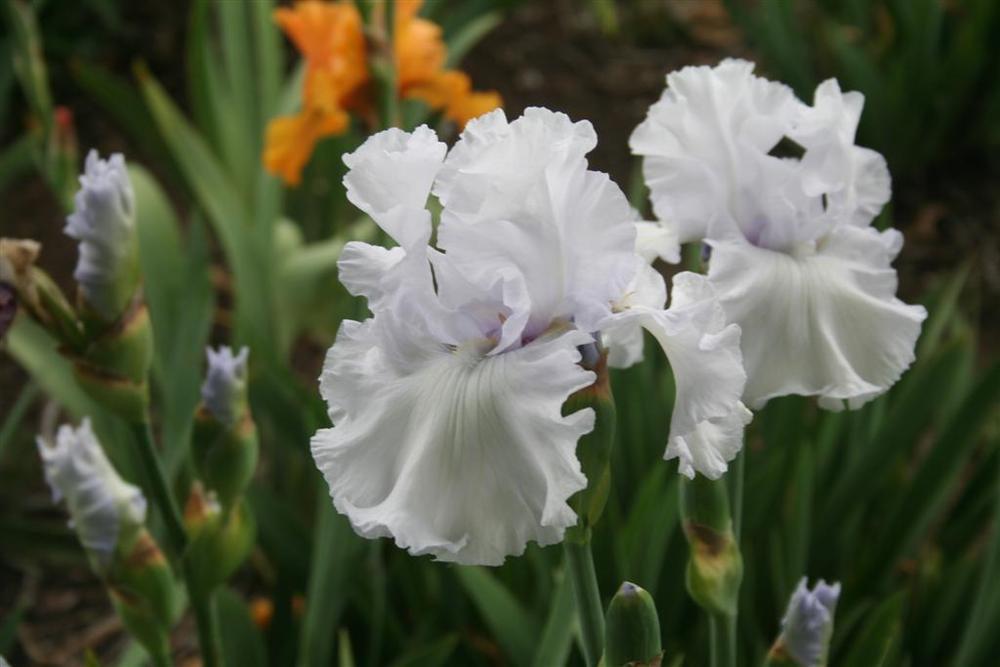 Photo of Tall Bearded Iris (Iris 'Lady of Leoness') uploaded by KentPfeiffer