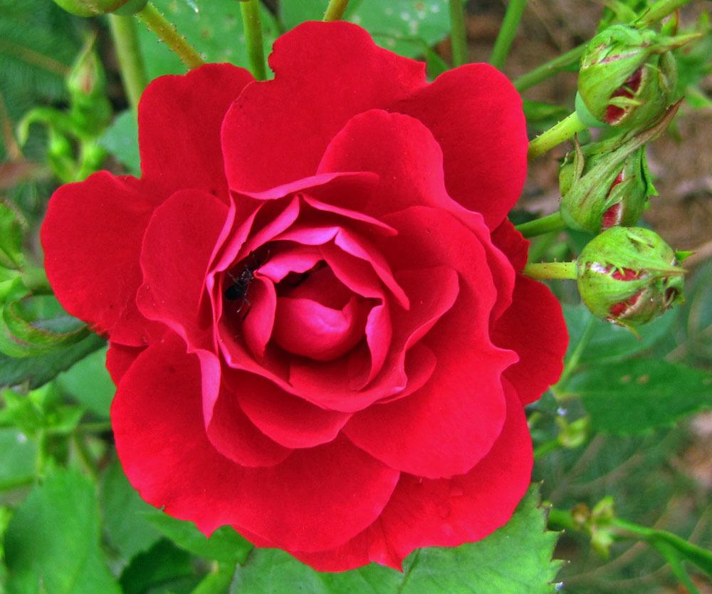 Photo of Rose (Rosa 'Scarlet Meidiland') uploaded by TBGDN