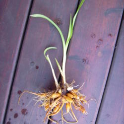 Location: northern california zone 9b
Date: 2013-08-26
Dixie Land Band Root System