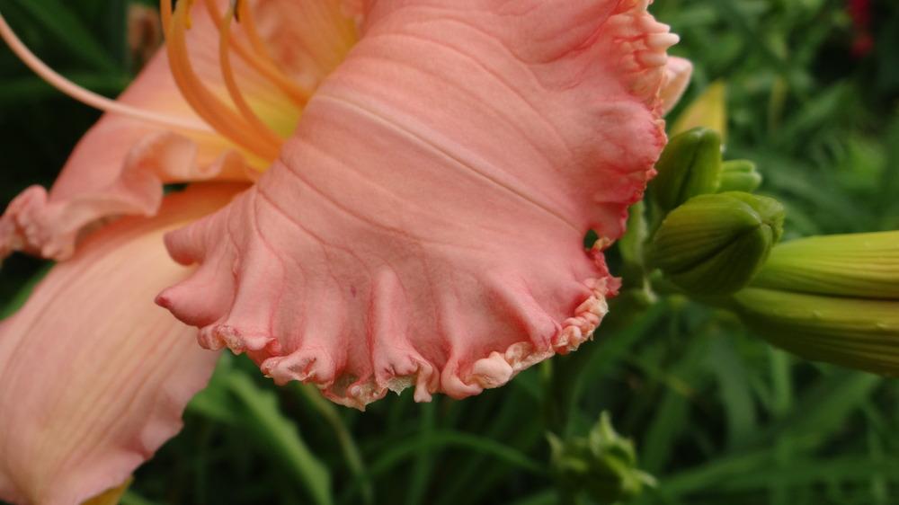 Photo of Daylily (Hemerocallis 'A Servant's Hand') uploaded by snickerspooh