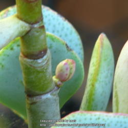 Location: At our garden - San Joaquin County, CA
Date: 2013-08-27
New leaf growth along the stem of Silver dollar jade