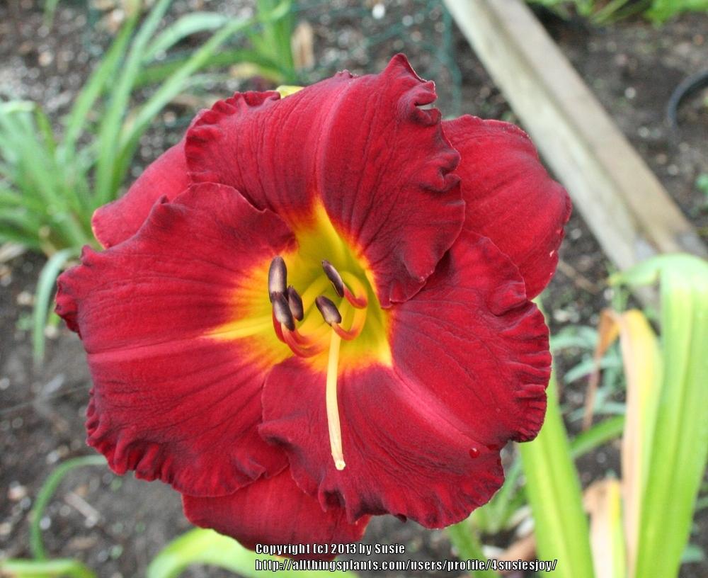 Photo of Daylily (Hemerocallis 'Love Conquers All') uploaded by 4susiesjoy