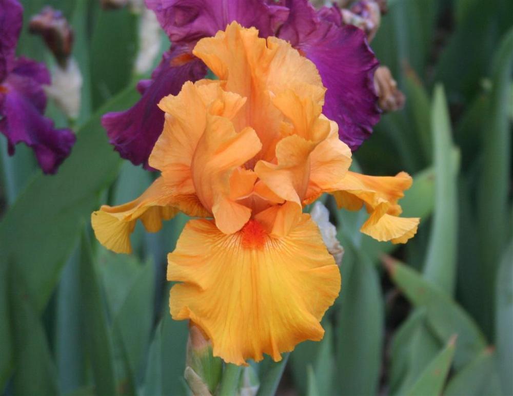 Photo of Tall Bearded Iris (Iris 'Magical Glow') uploaded by KentPfeiffer