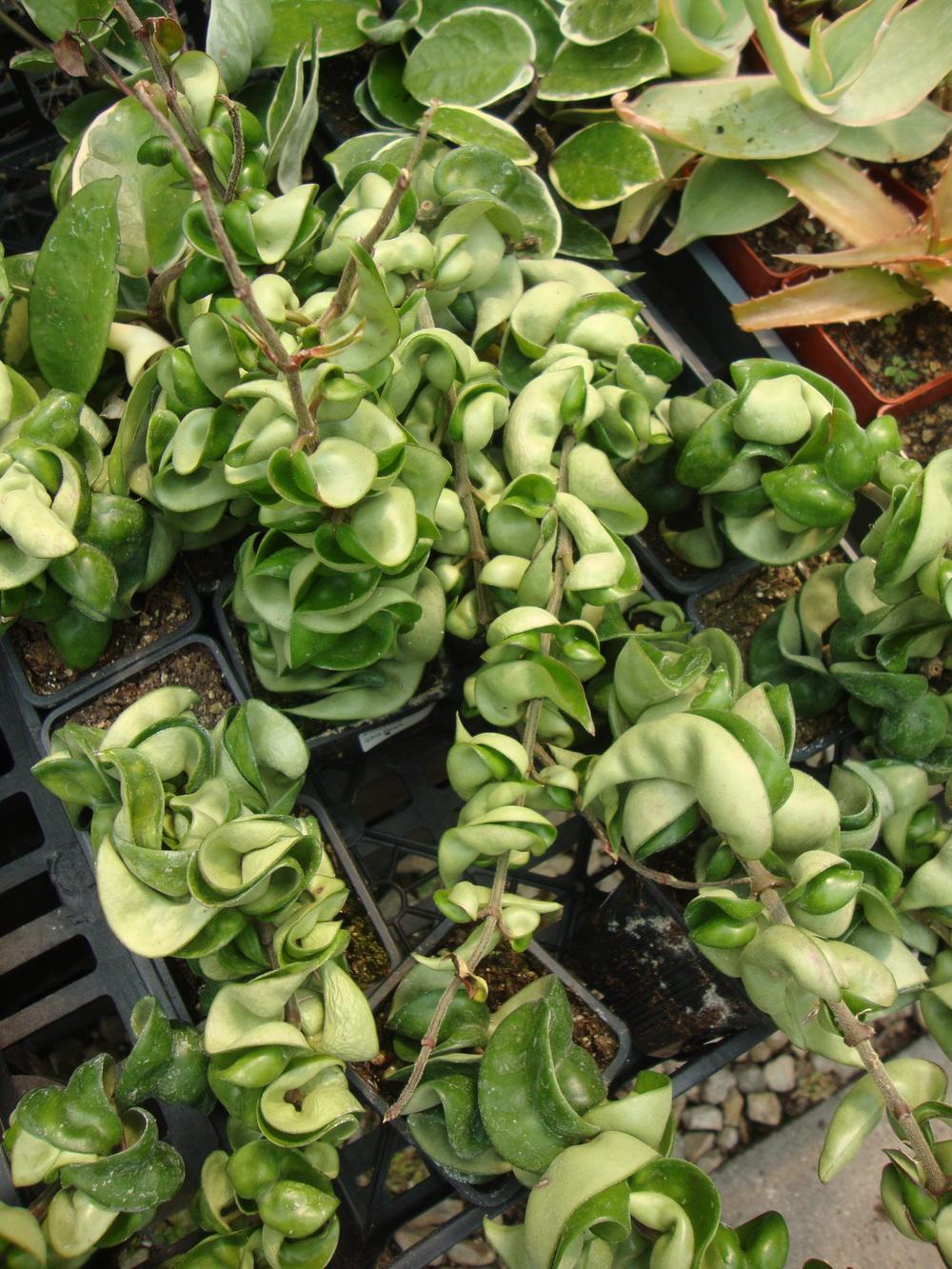 Photo of Wax Plant (Hoya carnosa 'Variegata') uploaded by Paul2032