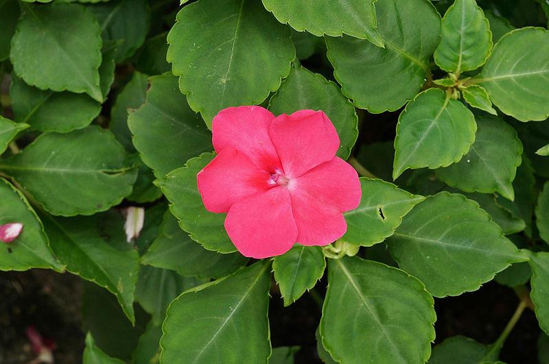 Photo of Busy Lizzy (Impatiens walleriana) uploaded by robertduval14