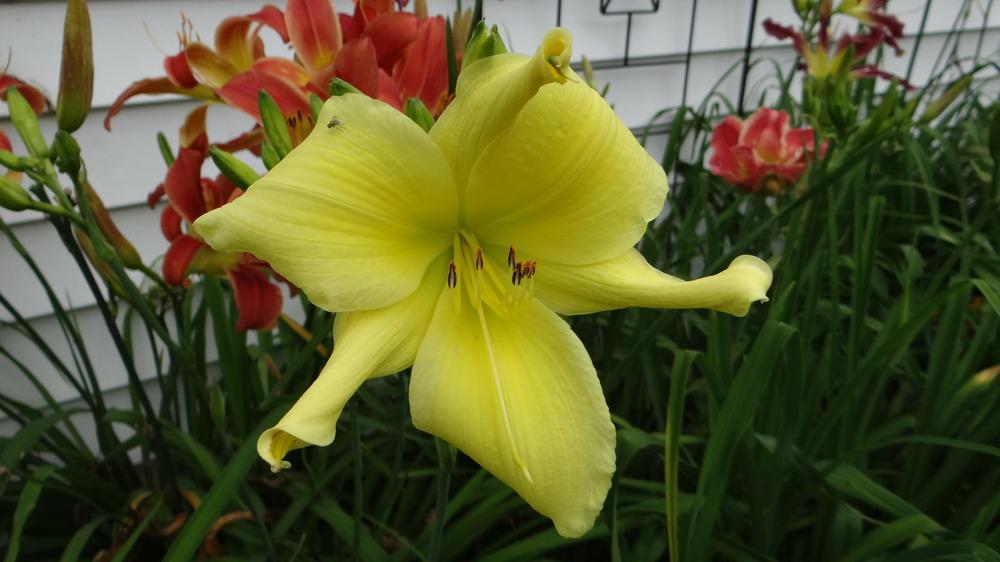 Photo of Daylily (Hemerocallis 'Guile') uploaded by snickerspooh