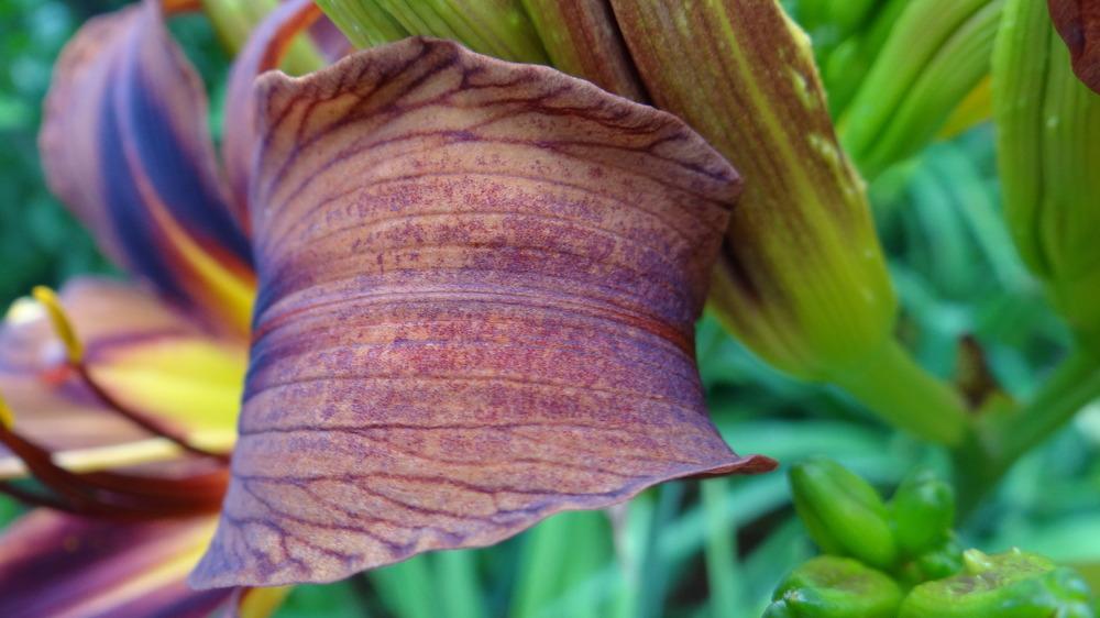 Photo of Daylily (Hemerocallis 'Brown Witch') uploaded by snickerspooh