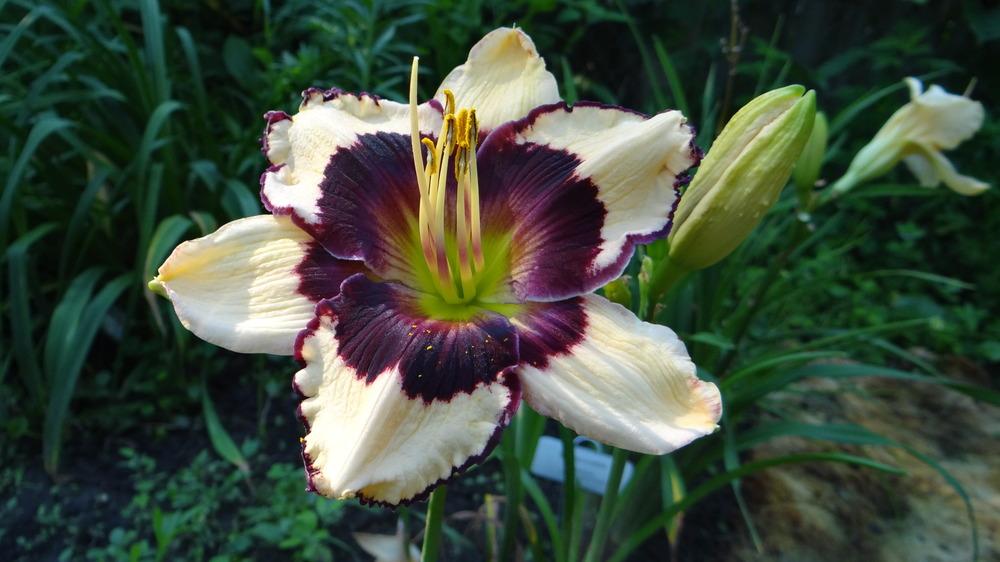 Photo of Daylily (Hemerocallis 'Greywoods Road to Mecca') uploaded by snickerspooh