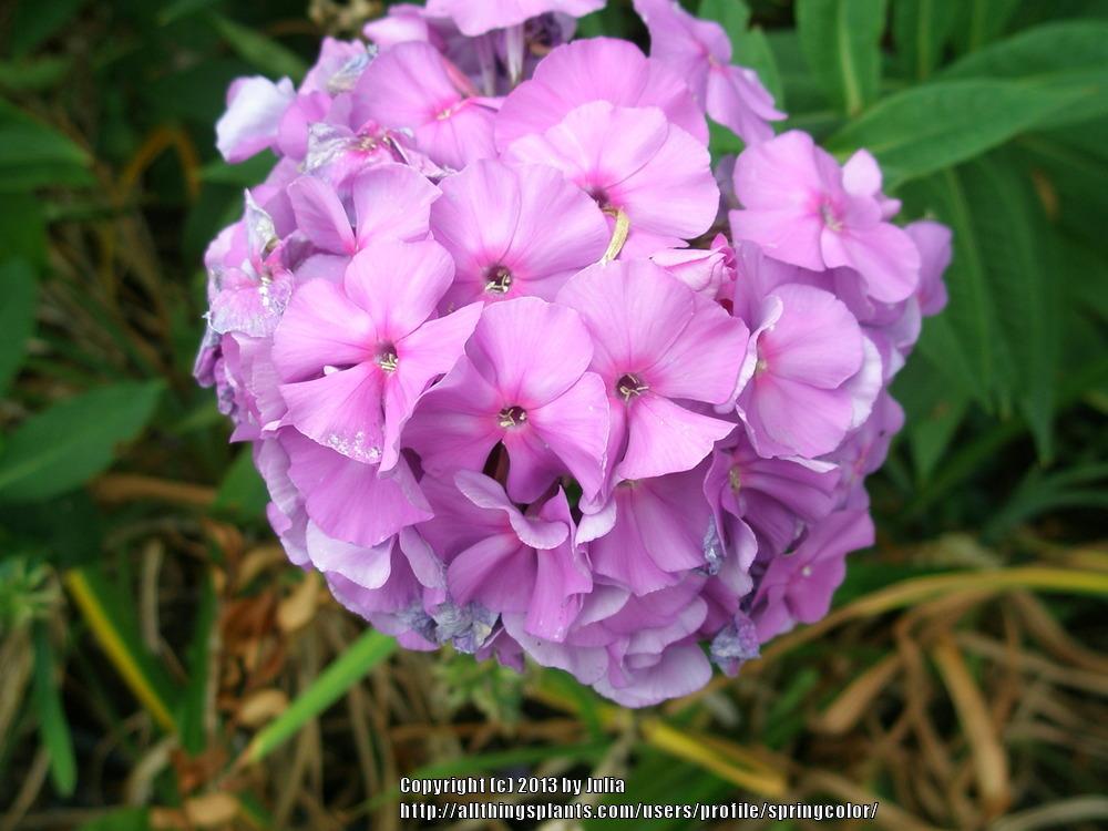 Photo of Phloxes (Phlox) uploaded by springcolor