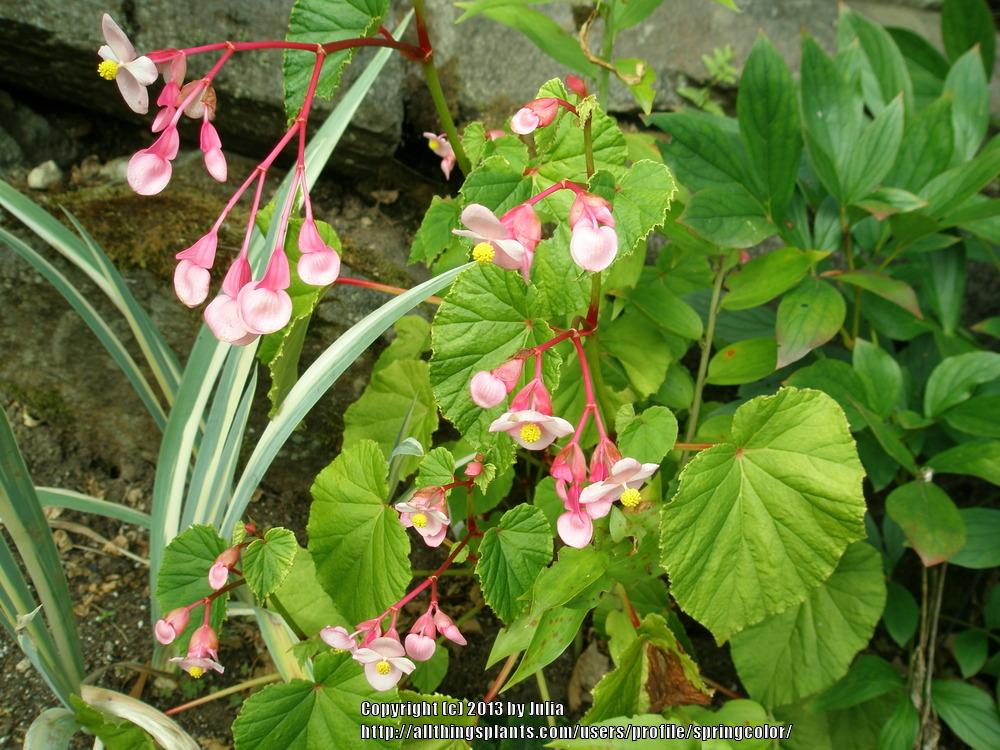 Photo of Hardy Begonia (Begonia grandis 'Heron's Pirouette') uploaded by springcolor