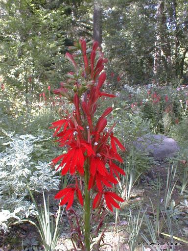 Photo of Cardinal Flower (Lobelia cardinalis) uploaded by vic