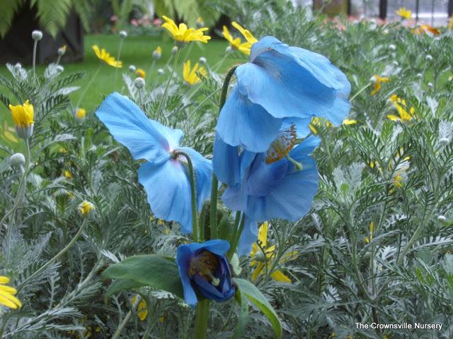 Photo of Himalayan blue poppy (Meconopsis betonicifolia) uploaded by vic