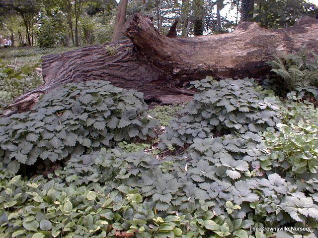 Photo of Allegheny Spurge (Pachysandra procumbens) uploaded by vic