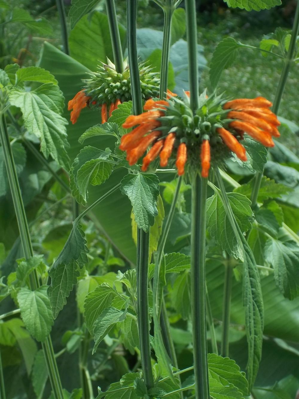 Photo of Lion's Ear (Leonotis nepetifolia) uploaded by tropicalover