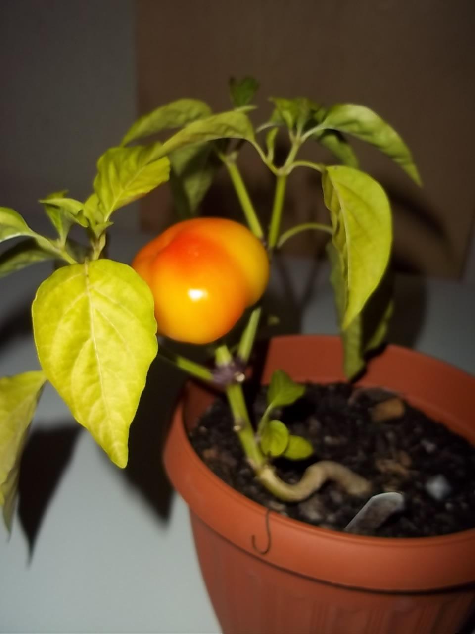 Photo of Pepper (Capsicum annuum 'Alma Paprika') uploaded by tropicalover