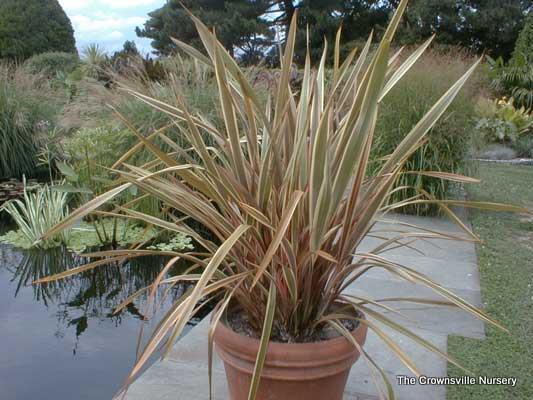 Photo of New Zealand Flax (Phormium tenax 'Sundowner') uploaded by vic
