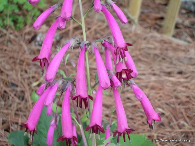 Photo of Cape Fuchsia (Phygelius aequalis Sensation) uploaded by vic
