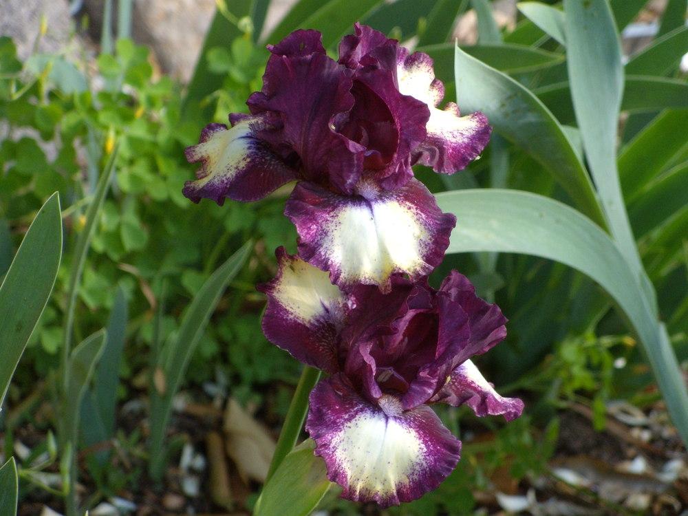 Photo of Intermediate Bearded Iris (Iris 'Spectator') uploaded by Betja