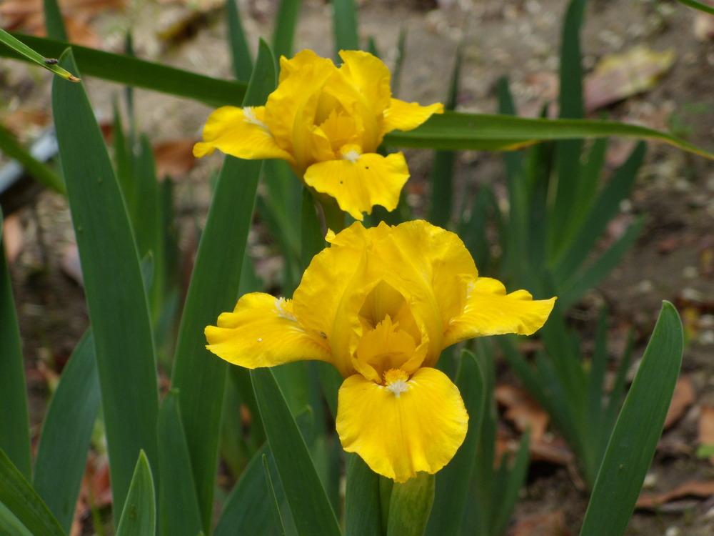 Photo of Standard Dwarf Bearded Iris (Iris 'Cache of Gold') uploaded by Betja